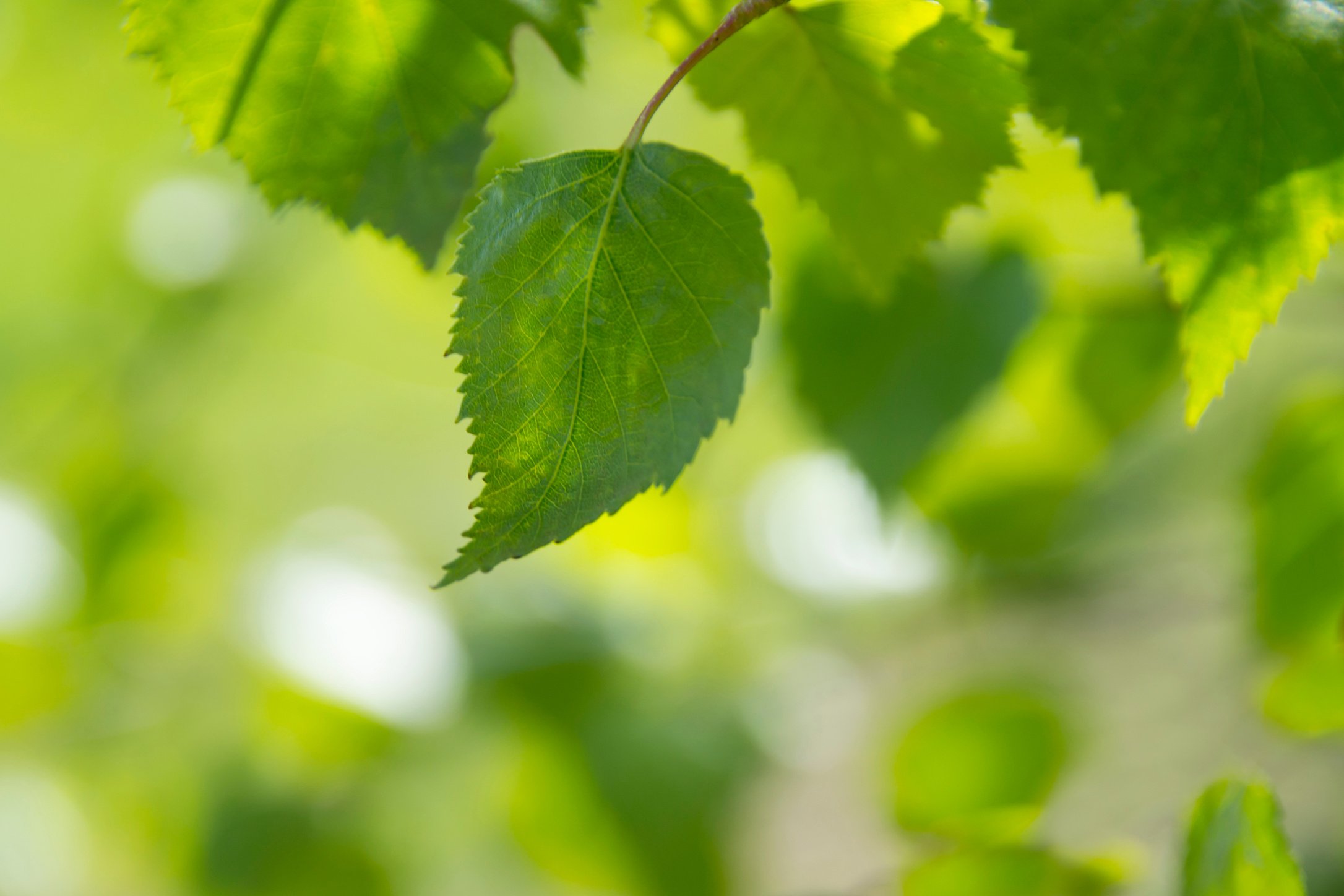 Selective Focus Photography of Ovate Leaf